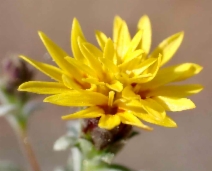 Lessingia tenuis