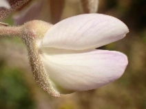 Lupinus albifrons