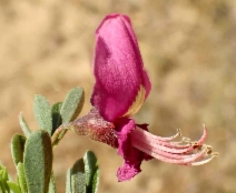 Pickeringia montana