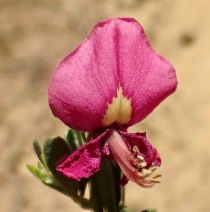 Pickeringia montana var. montana