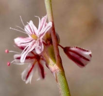 Eriogonum covilleanum