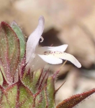Acanthomintha lanceolata