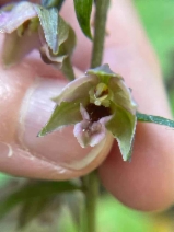Epipactis helleborine