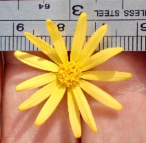 Senecio californicus