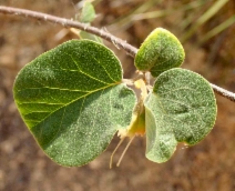 Styrax redivivus
