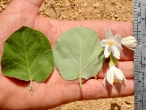 Styrax redivivus