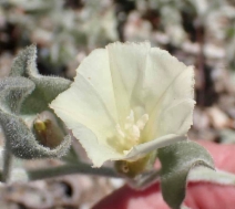 Calystegia collina ssp. venusta