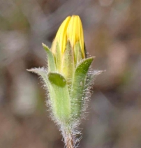 Agoseris heterophylla var. cryptopleura
