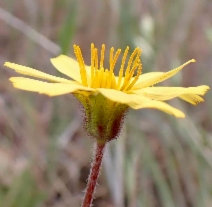 Agoseris heterophylla var. cryptopleura