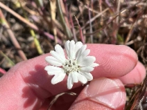 Hemizonia congesta ssp. congesta