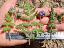 Phacelia cicutaria