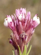 Castilleja densiflora var. gracilis