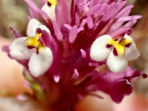 Castilleja densiflora var. gracilis