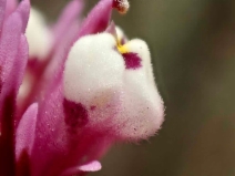 Castilleja densiflora var. gracilis