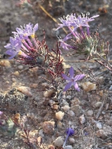 Eriastrum pluriflorum