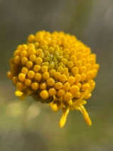 Eastwoodia elegans