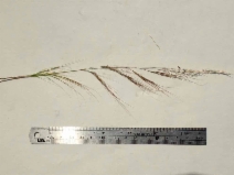 Stipa cernua