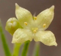 Galium andrewsii