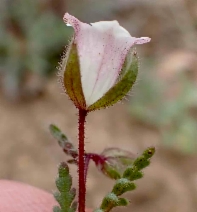 Emmenanthe penduliflora var. rosea