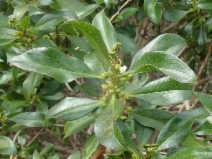 Myoporum laetum