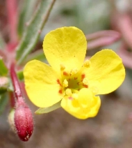 Camissonia strigulosa