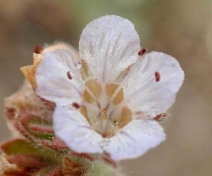 Phacelia divaricata