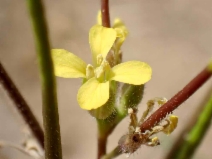 Sisymbrium irio