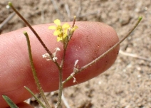 Sisymbrium irio