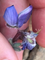 Lupinus spectabilis
