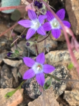 Githopsis pulchella ssp. pulchella