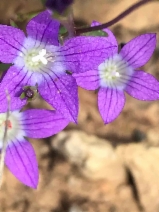Githopsis pulchella ssp. pulchella