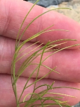 Lomatium marginatum