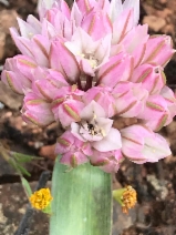 Allium cratericola