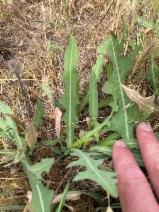 Lactuca serriola