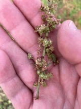 Rumex pulcher