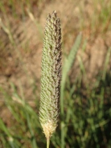 Phalaris aquatica