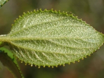 Ceanothus oliganthus var. orcuttii
