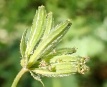 Osmorhiza brachypoda