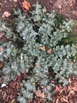 Silybum marianum