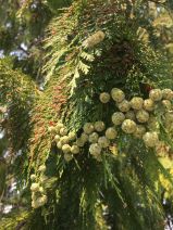 Chamaecyparis lawsoniana