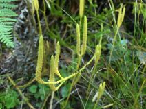 Lycopodium clavatum