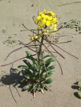 Erysimum menziesii