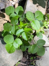 Hoita macrostachya