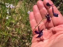 Delphinium patens