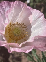 Papaver somniferum