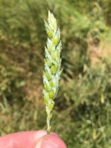 Triticum aestivum