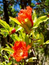 Punica granatum
