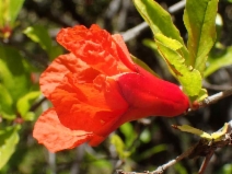 Punica granatum