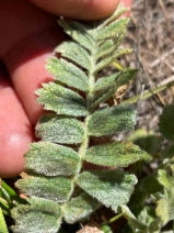 Horkelia cuneata var. sericea