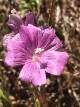 Sidalcea malviflora ssp. malviflora